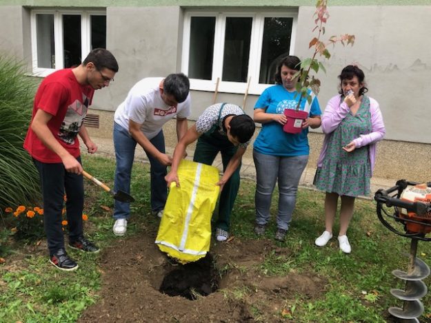 Posadi drvo, ne budi panj